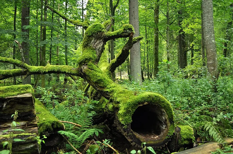 Forest in Białowieża National Park